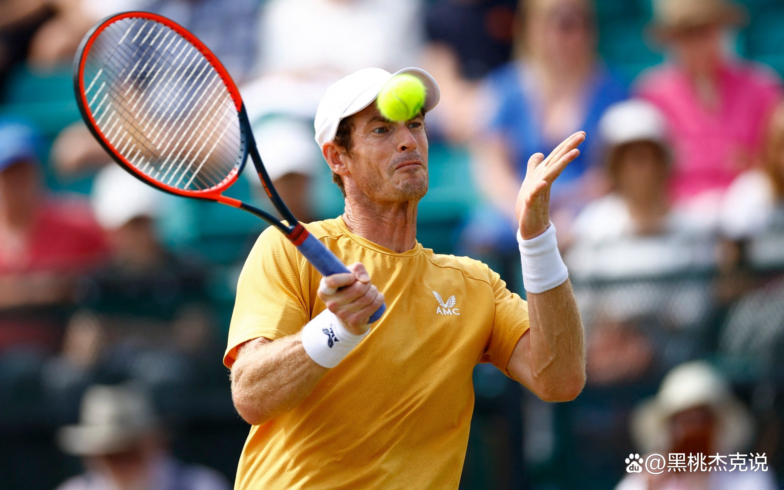 温网横扫戴维斯杯,穆雷关键制胜 温网横扫戴维斯杯,穆雷关键制胜