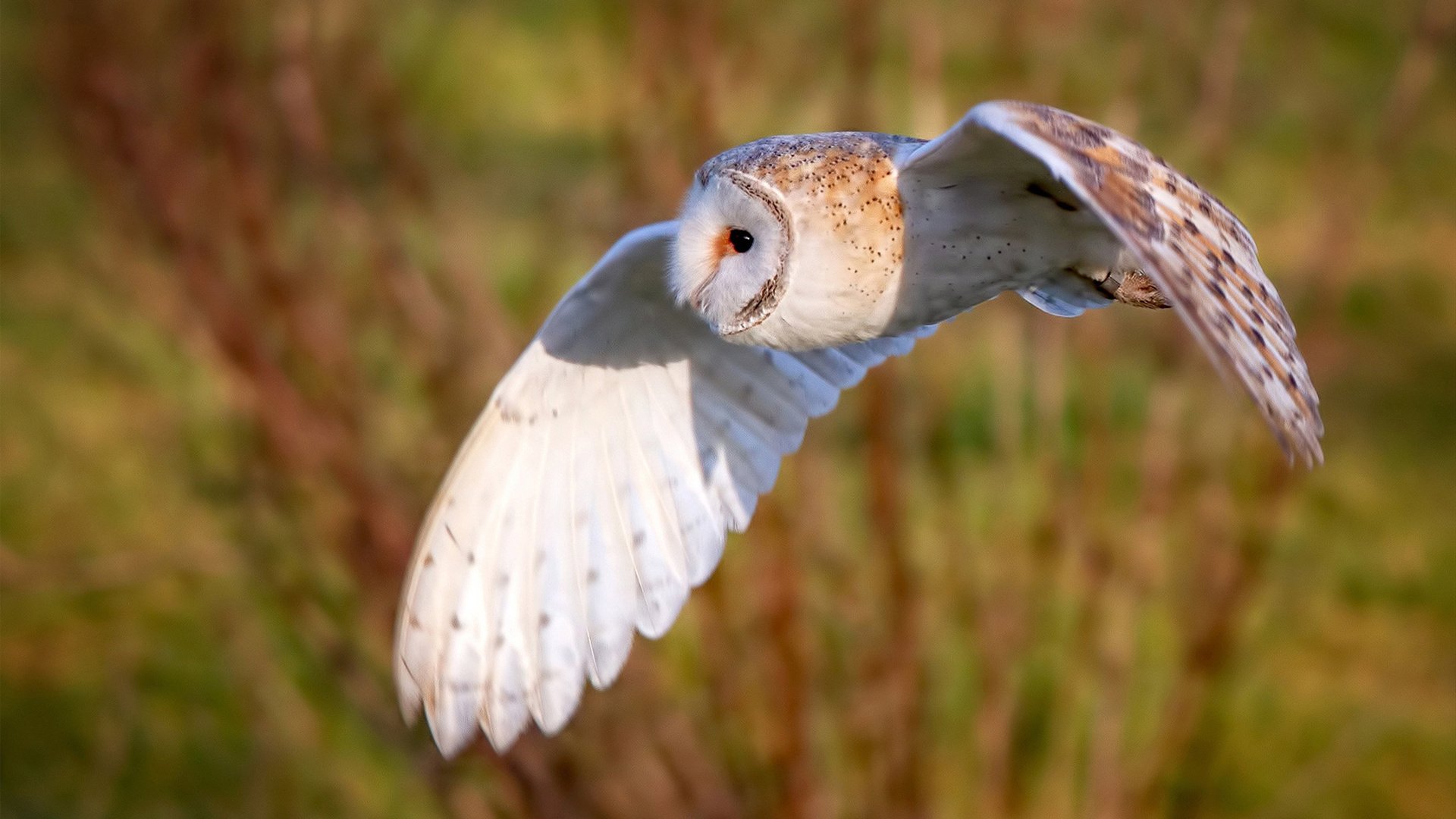 篮球F1,广东队单节狂飙拉开独行侠,武切维奇如争冠车手接管战局