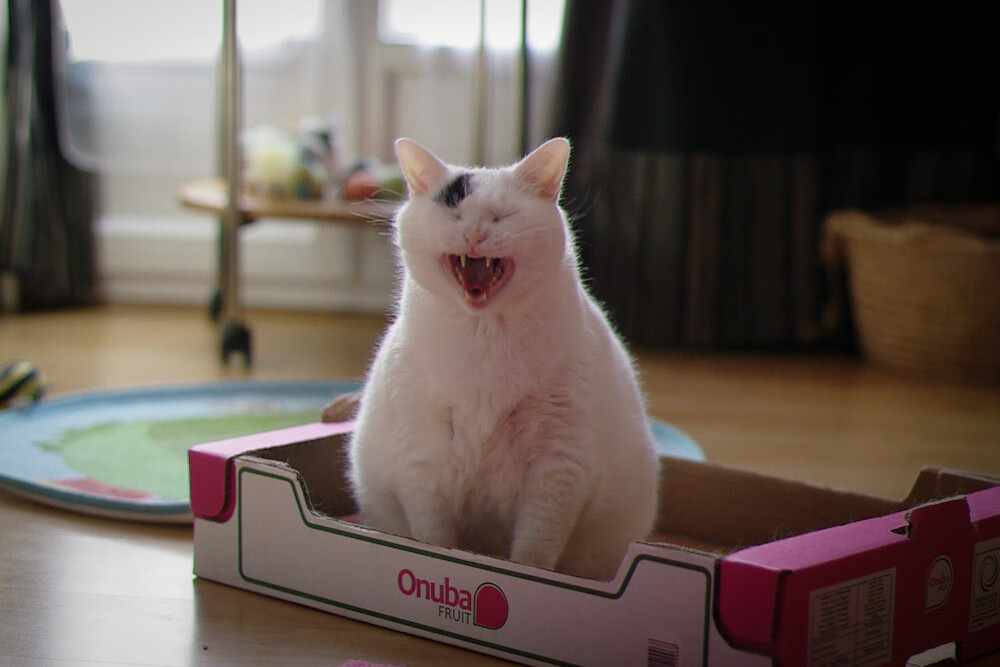 赖斯！唯一先生开启米兰德比新纪元