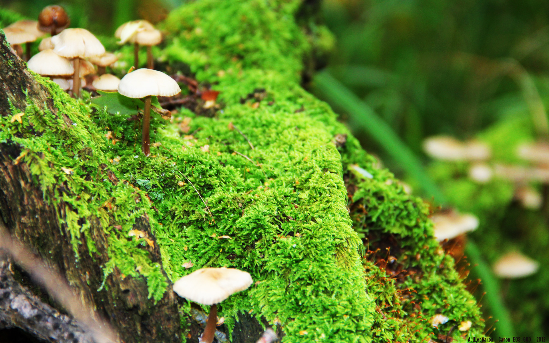 开云体育官网-特奥魔翼撕裂防线，红军三箭齐发碾碎贝蒂斯