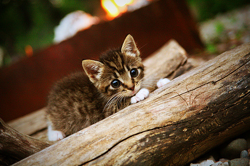10分先生拯救巴西！若日尼奥拉满评分率队2-1胜威尔士，南美豪门争冠路现曙光