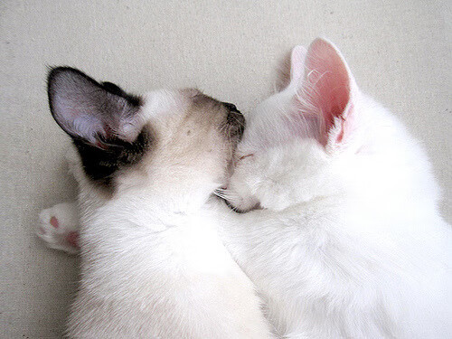 开云体育平台APP-时代拐点，76人正名之战与切特重写纪录的午夜钟声