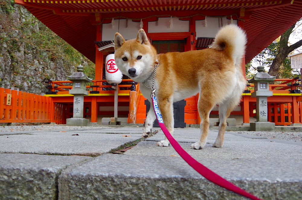 季后赛抢七焦点战,丹麦铁血横扫 西班牙黄金时代残局