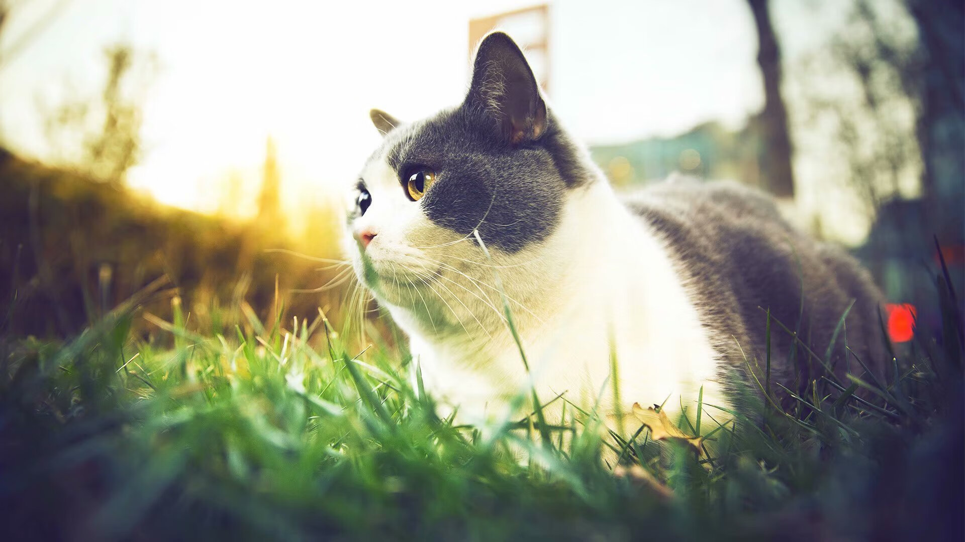 米切尔如定海神针稳控全局，鹈鹕火力全开狂扫老鹰显统治力