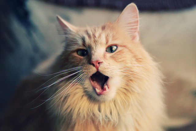 开云体育入口-足球之夜与篮球之剑，当欧冠半决赛照亮伦纳德的关键回合