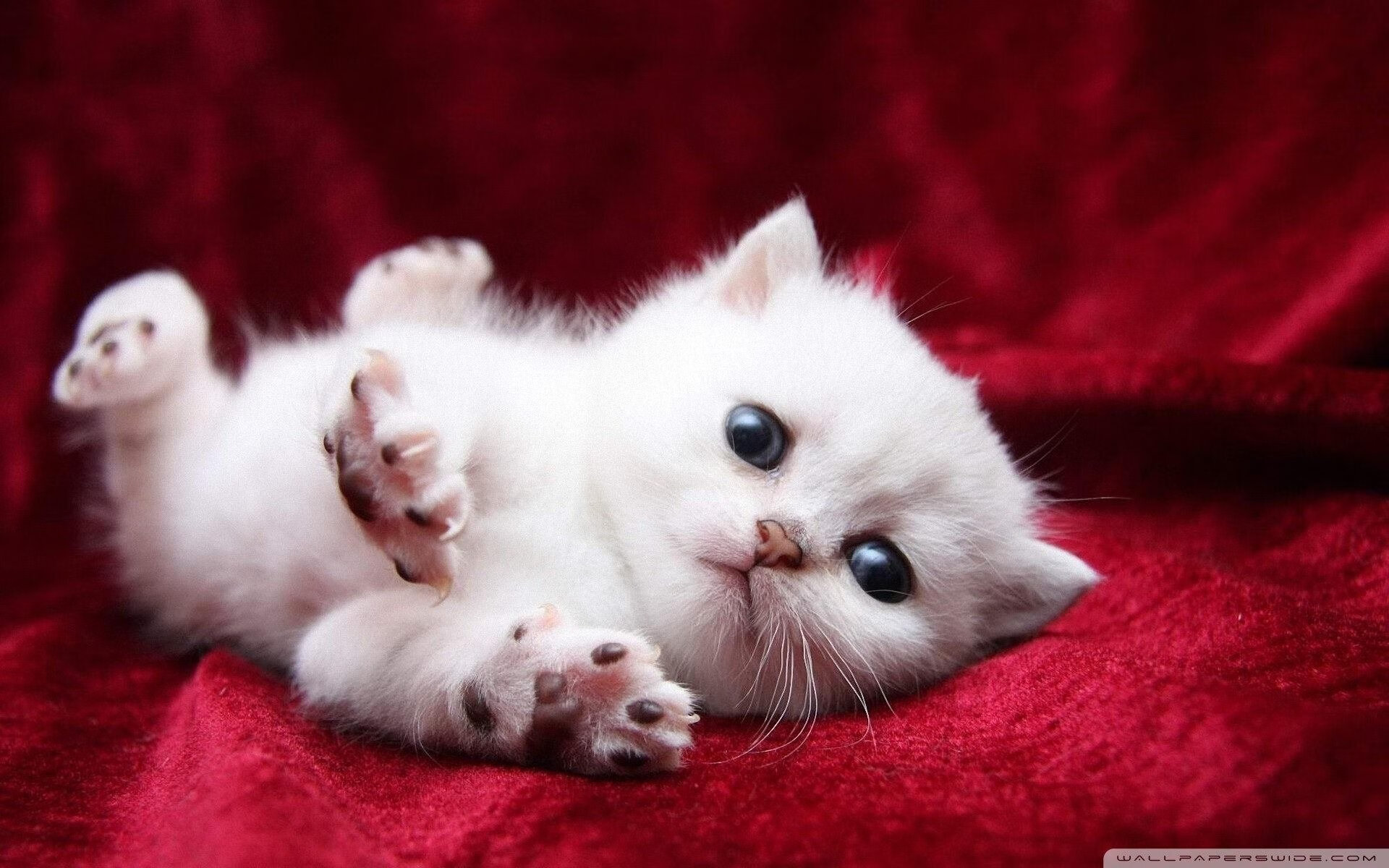 开云体育入口-牙买加惊涛拍岸，阿什拉夫一骑绝尘，足球世界的平行革命