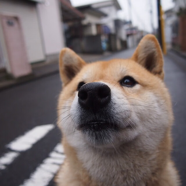 铁壁·皮克，东决之夜，他以防守定义伟大