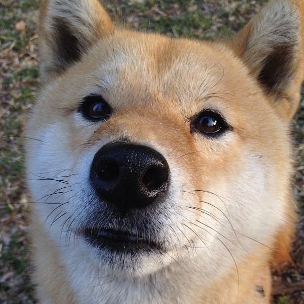 绿茵场上的地缘博弈,当迪巴拉的脚尖撬动几内亚湾的棋盘