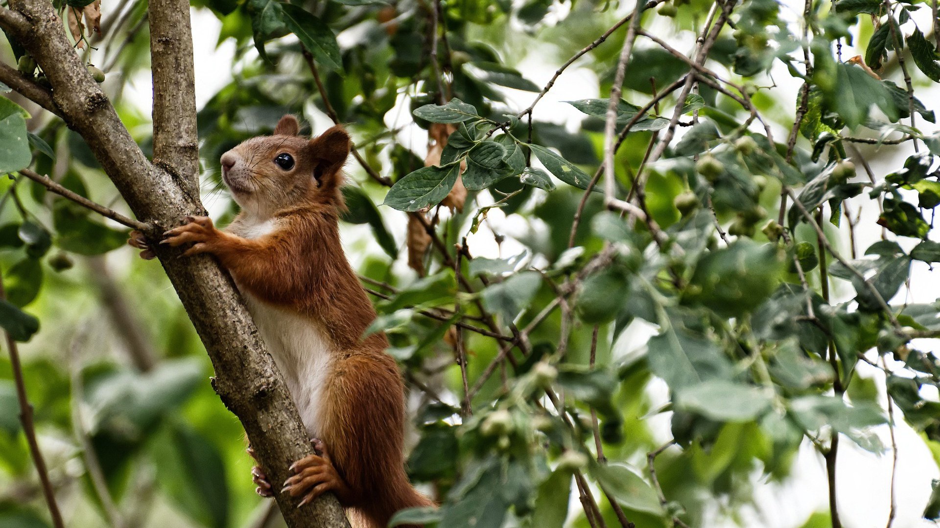 开云体育在线-阿劳霍光芒难救主，亚特兰大成巴拉圭美洲杯终点站