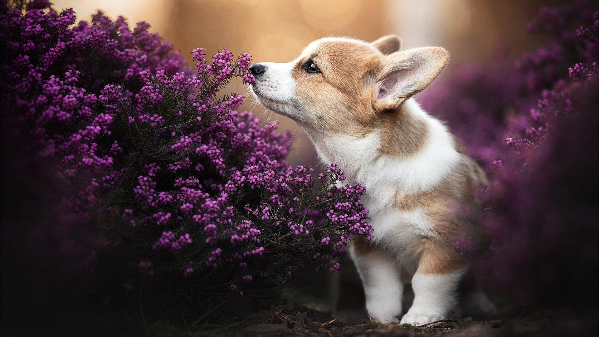 三分雨席卷俄城，勇士史诗逆转冲垮雷霆西决生死战