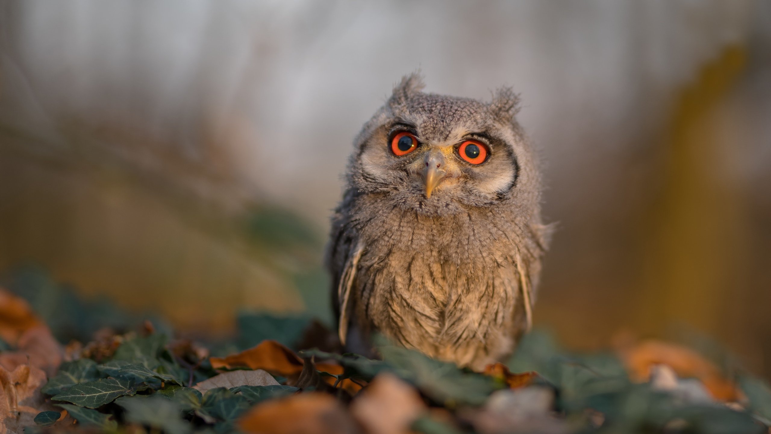 门迪主宰奥运关键战，土耳其最后时刻力克塞维利亚