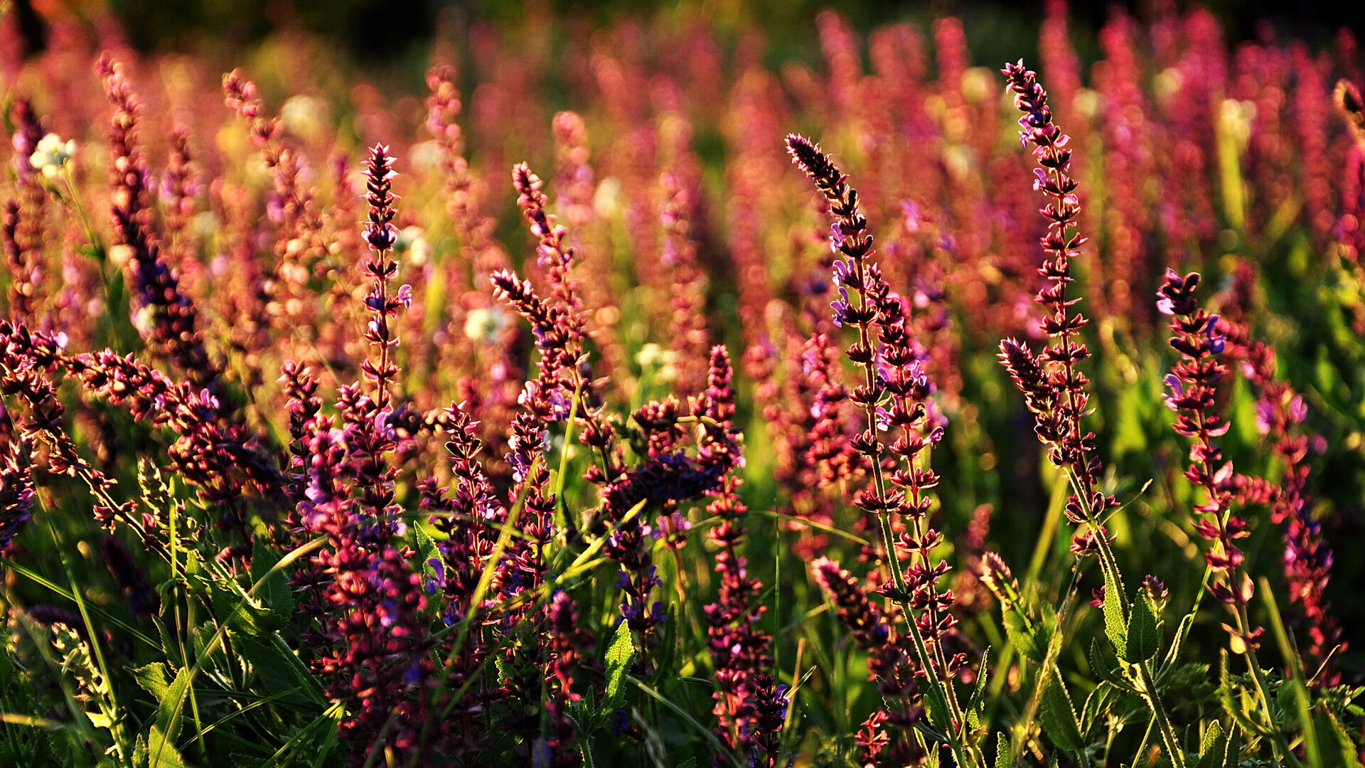 黑珍珠的星辰大海，当加纳防线在不掉线的基耶萨面前崩溃