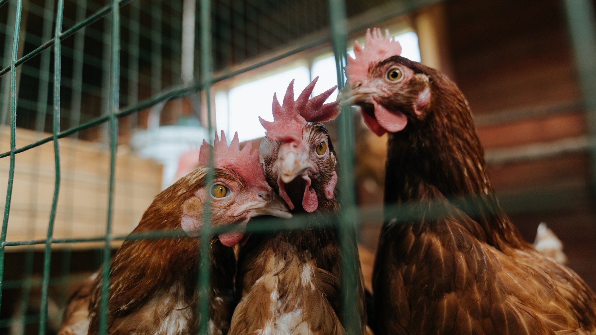 如果新疆队用锁死勇士的防守，能否拦住惊艳四座的约基奇？