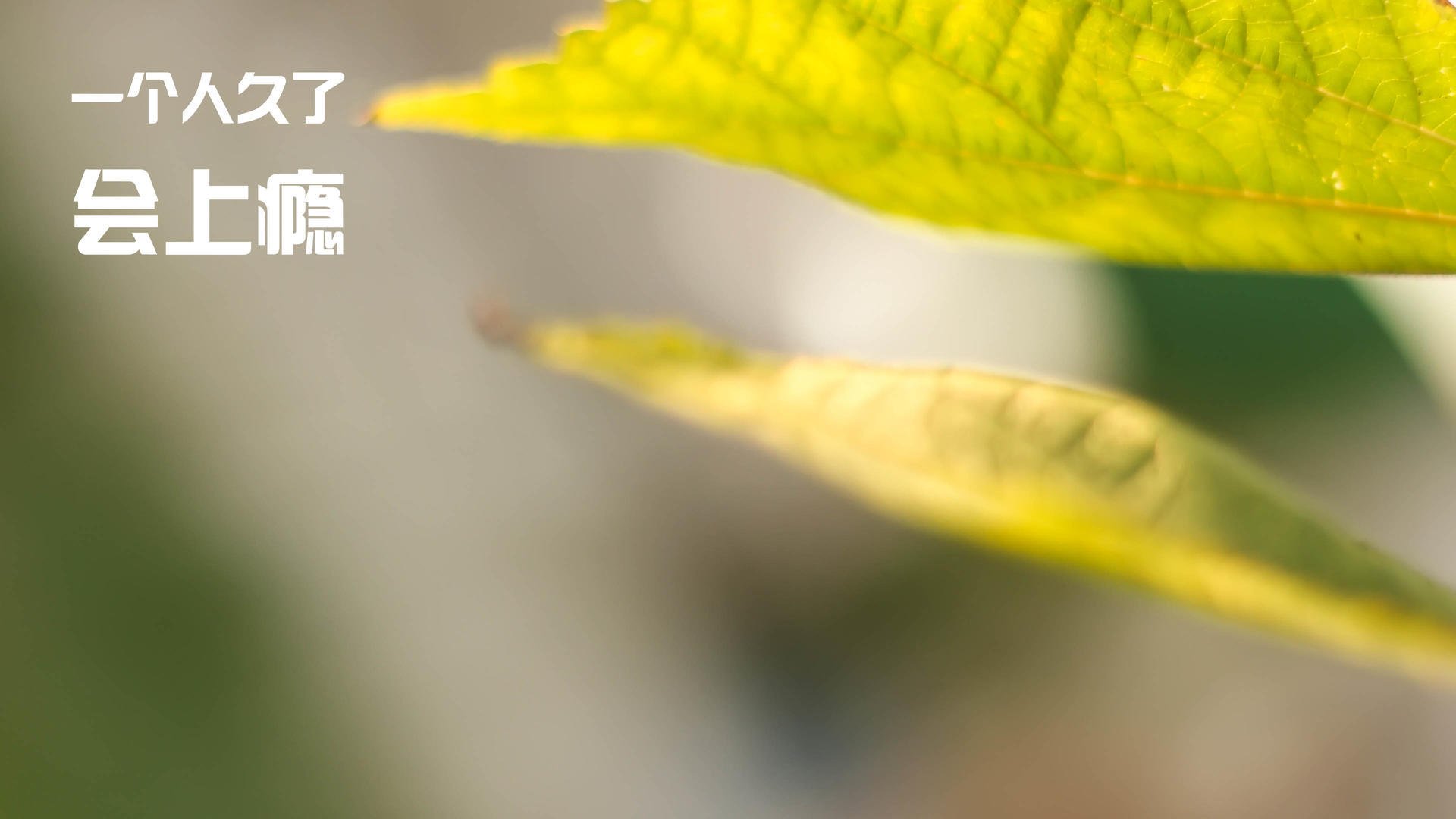 开云体育app-星辰与海港的对决，弗拉霍维奇如何将智利的悬崖变为跳板